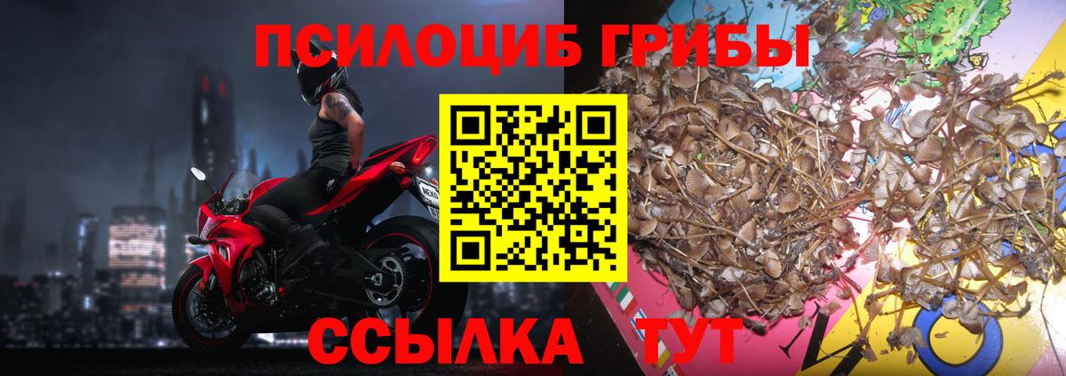 Псилоцибиновые грибы Psilocybine cubensis  где можно купить   Галлюциногенные грибы Psilocybine cubensis  Сланцы  Вход с VPN 